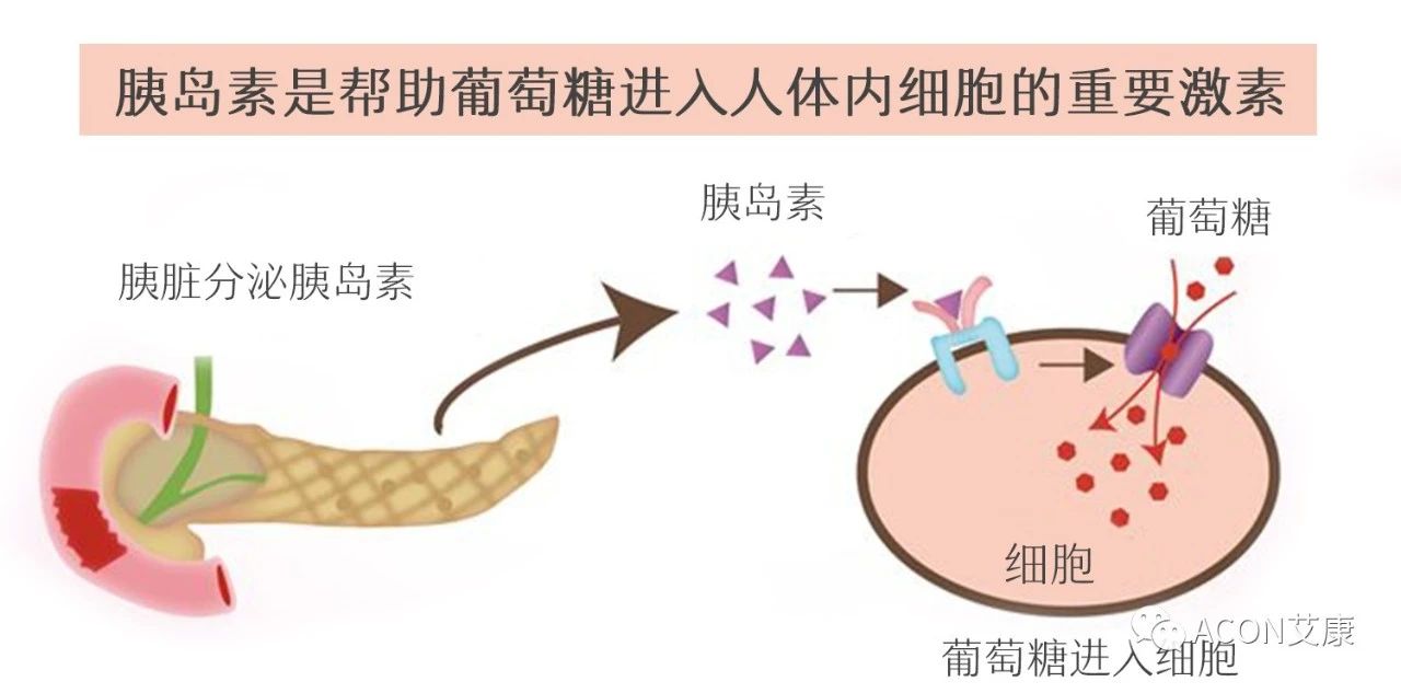 爆上热搜，因爆发型糖尿病进入ICU，有哪些教训值得我们汲取