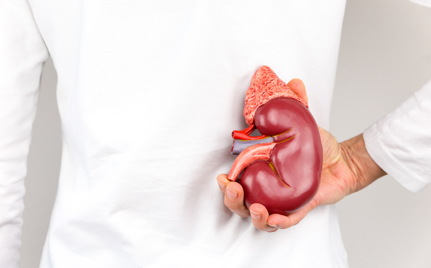 包图网_pki51907在身体的手的人肾器官模型.jpg 包图网_pki51907在身体的手的人肾器官模型.jpg